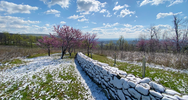 Redbuds in bloom and snow on the ground at the Piedmont Memorial Overlook