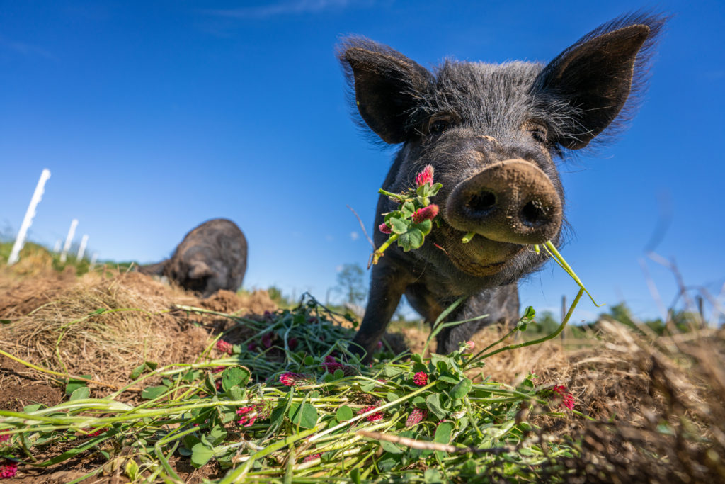 Summer at PEC’s Community Farm