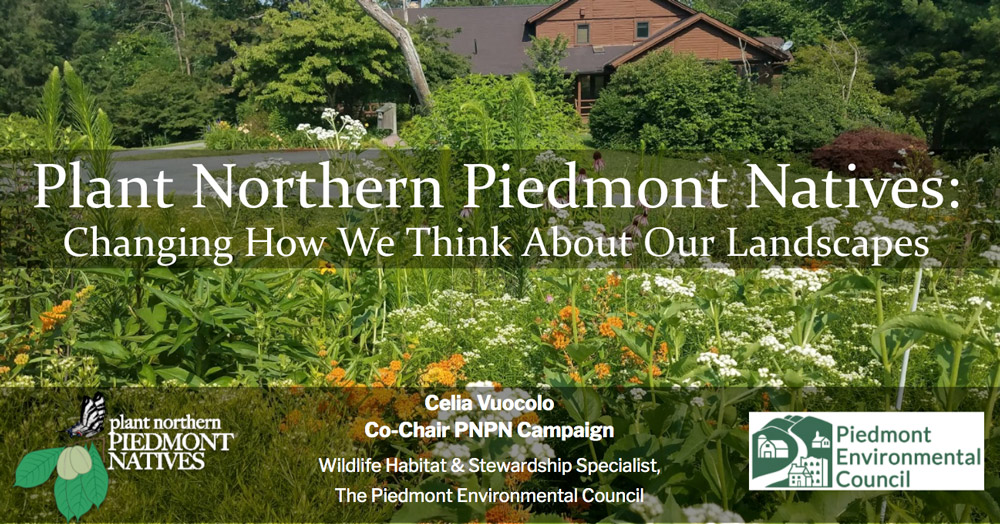 Online Event: Plant Northern Piedmont Natives – Changing How We Think About Our Landscapes