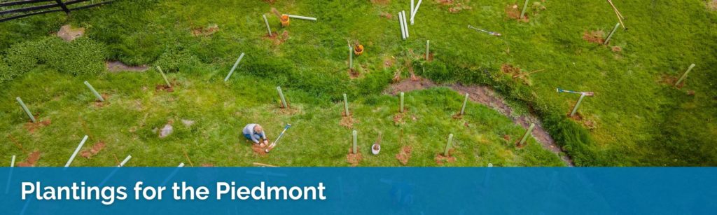 Plantings for the Piedmont