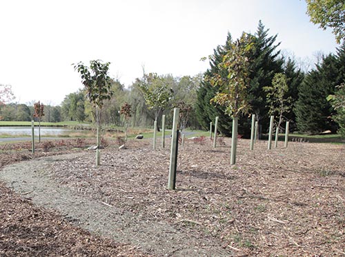 Recently planted tree saplings in tubes.