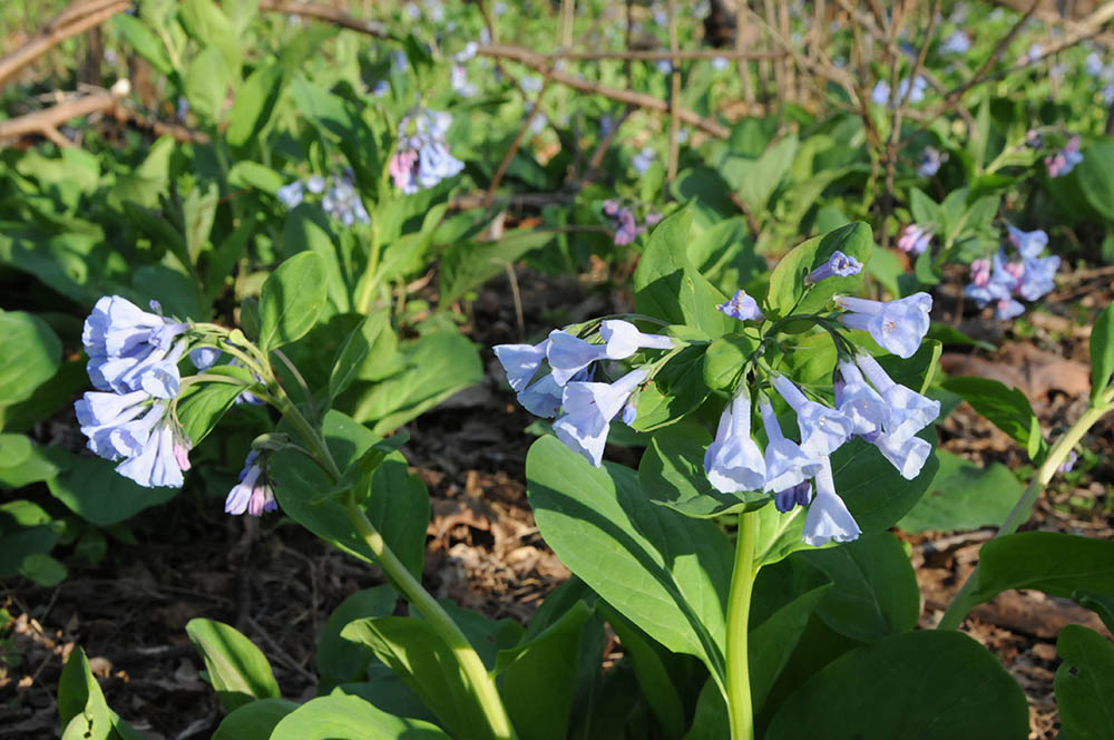 bluebells