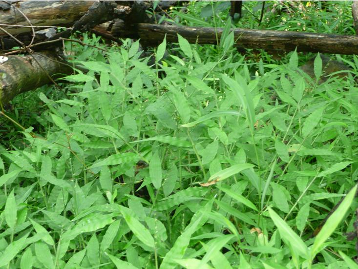 Removing Wavyleaf Basketgrass