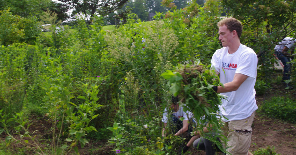 a volunteer pulling weeds