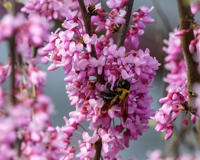 Bumble bee on a an eastern redbud blossom