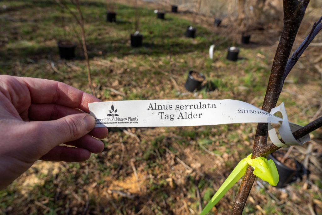 a native tree sapling with tag that says "Alnus serrulata, Tag Alder"