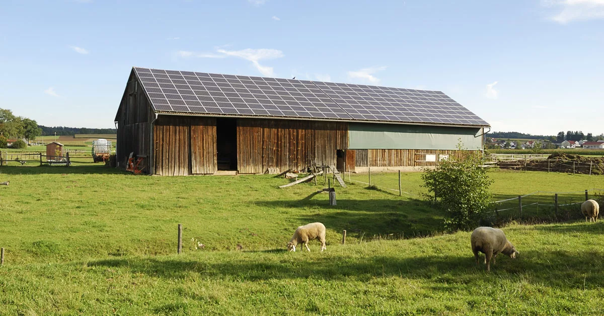 big barn with solar panels on top, sheep grazing on grass in front of the barn