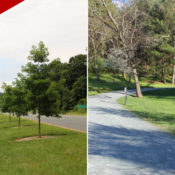 Take Action: Support the Monticello Connector Path