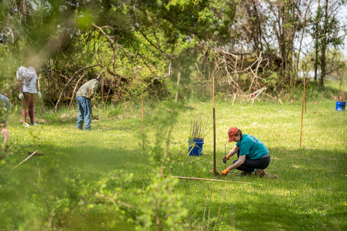 multiple volunteers in a grassy field planting tree saplings