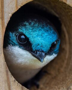 A tree swallow looks out of a birdhouse entry.