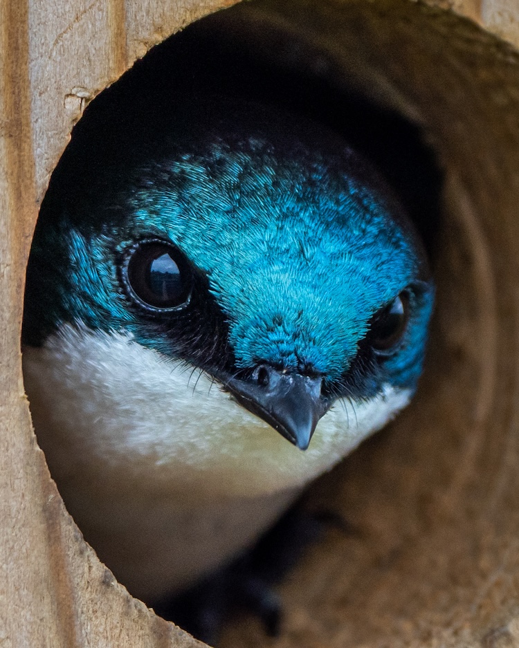 A tree swallow looks out of a birdhouse entry.