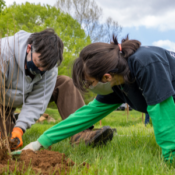 two volunteers plant a tree in a grassy field