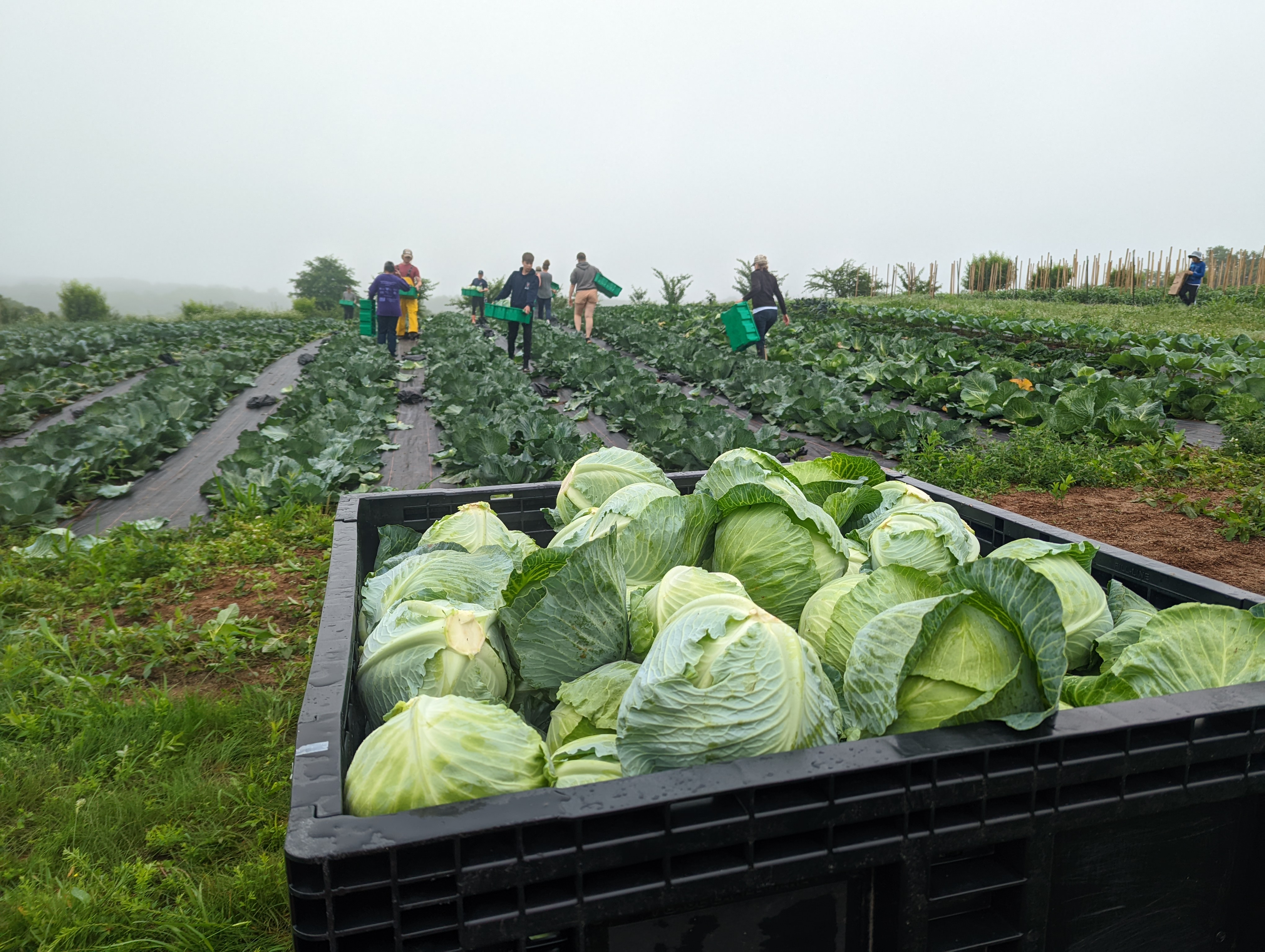 In the backround, people walk through a field harvesting cabages, while in the foreground a large crate of cabages sits.