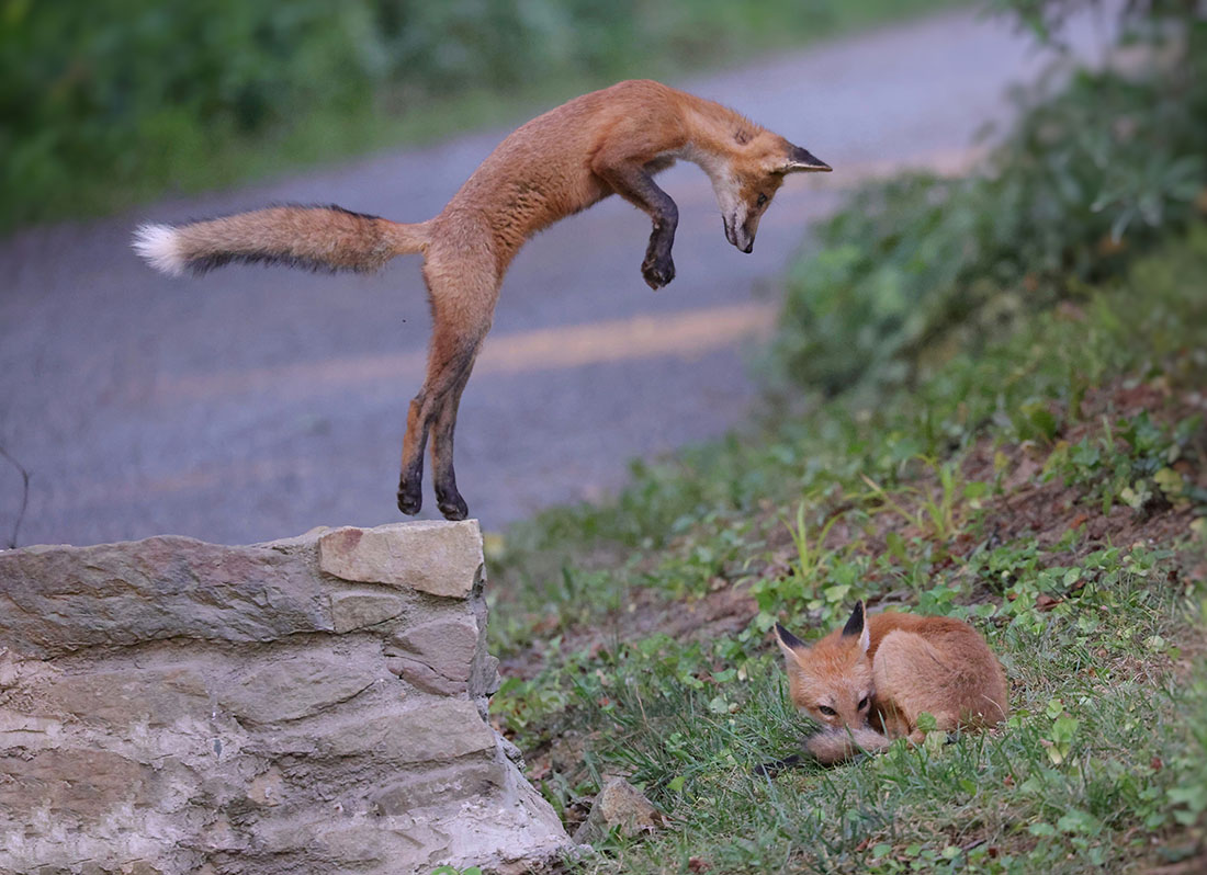 One fox kit is curled up in a ball on the lower right side of the image. Another fox kit on the left side of the image is jumping from a ledge above the first fox, about to land on it and surprise it.