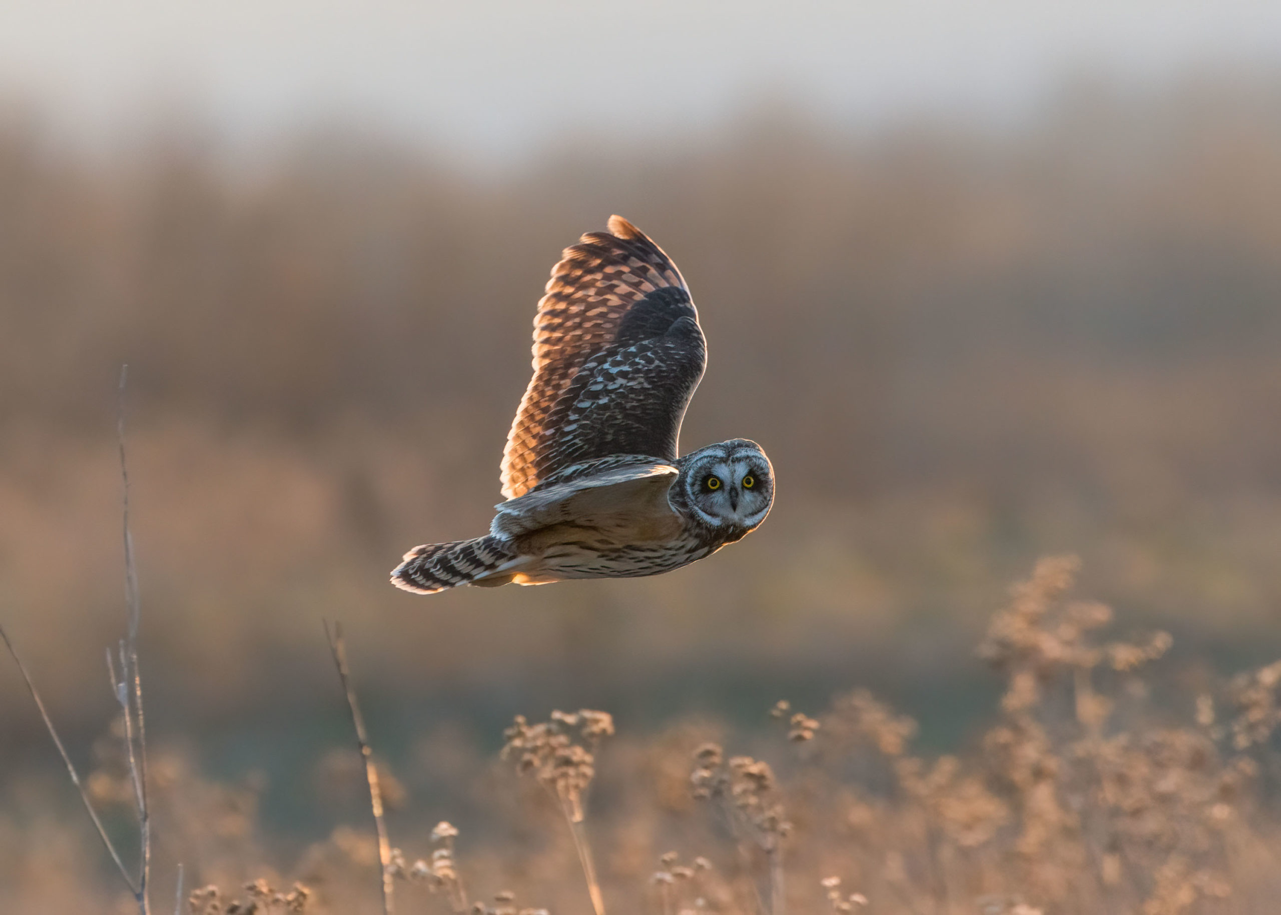 Short eared owl in flight looks directly into the camera