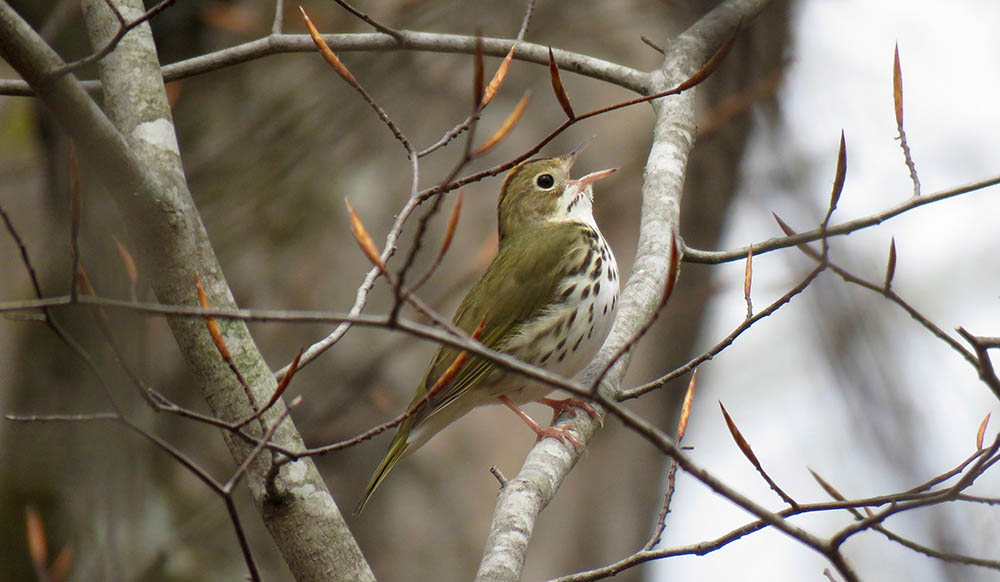 Ovenbird