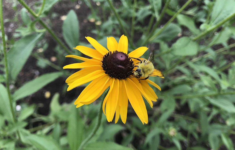 What’s That Pollinator?