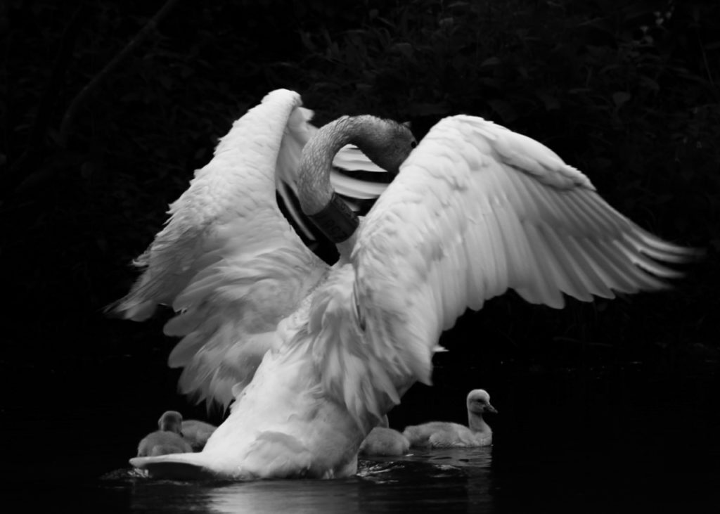 a black and white images of a swam raising its wings to protect its young babies floating on the water